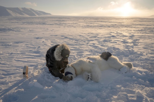 Jon Aars, de l'Institut polaire norvégien, change le collier GPS d'une ourse polaire, dans l'archipel du Svalbard, le 15 avril 2025