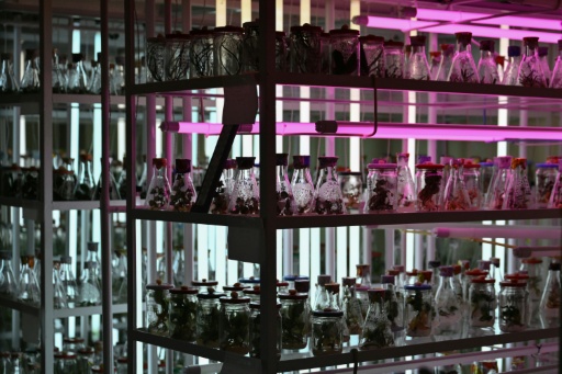 Un laboratoire où des plantes sont conservées dans des conditions stériles au Jardin botanique national Gryshko de l'Académie nationale des sciences d'Ukraine à Kyiv, le 11 février 2026