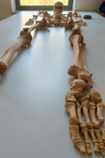 Un squelette reconstitué découvert sur un site de fouilles archéologiques à Dijon, le 17 mars 2026 en Côte d'Or