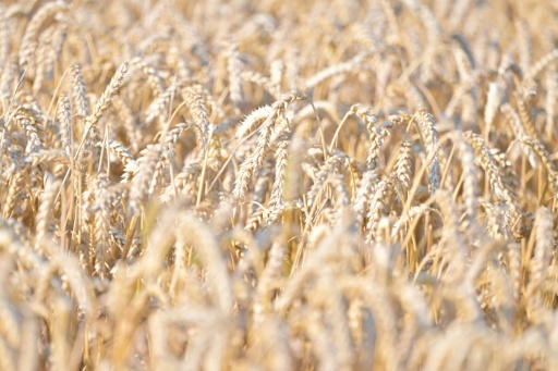 Un champ de blé mûr en gros plan