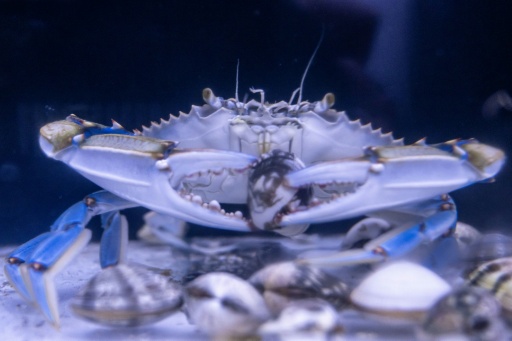 Un crabe bleu dévore des palourdes dans un aquarium