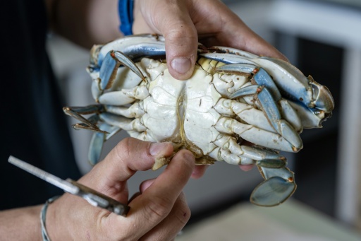 Un biologiste montre les organes génitaux d’un crabe bleu