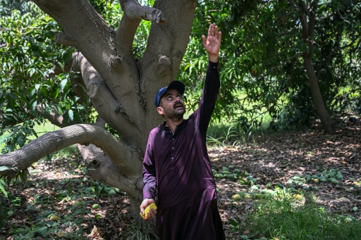 Mohammad Shakeel dans son verger de manguiers, dans la province du Sindh