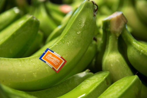 Bananeraie aux Antilles touchée par la cercosporiose noire