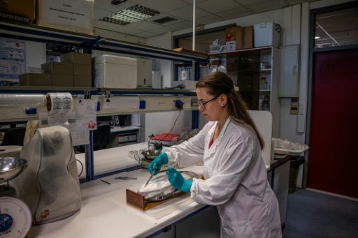 La biologiste Thekla Anastasiou examine un poisson-ballon au laboratoire