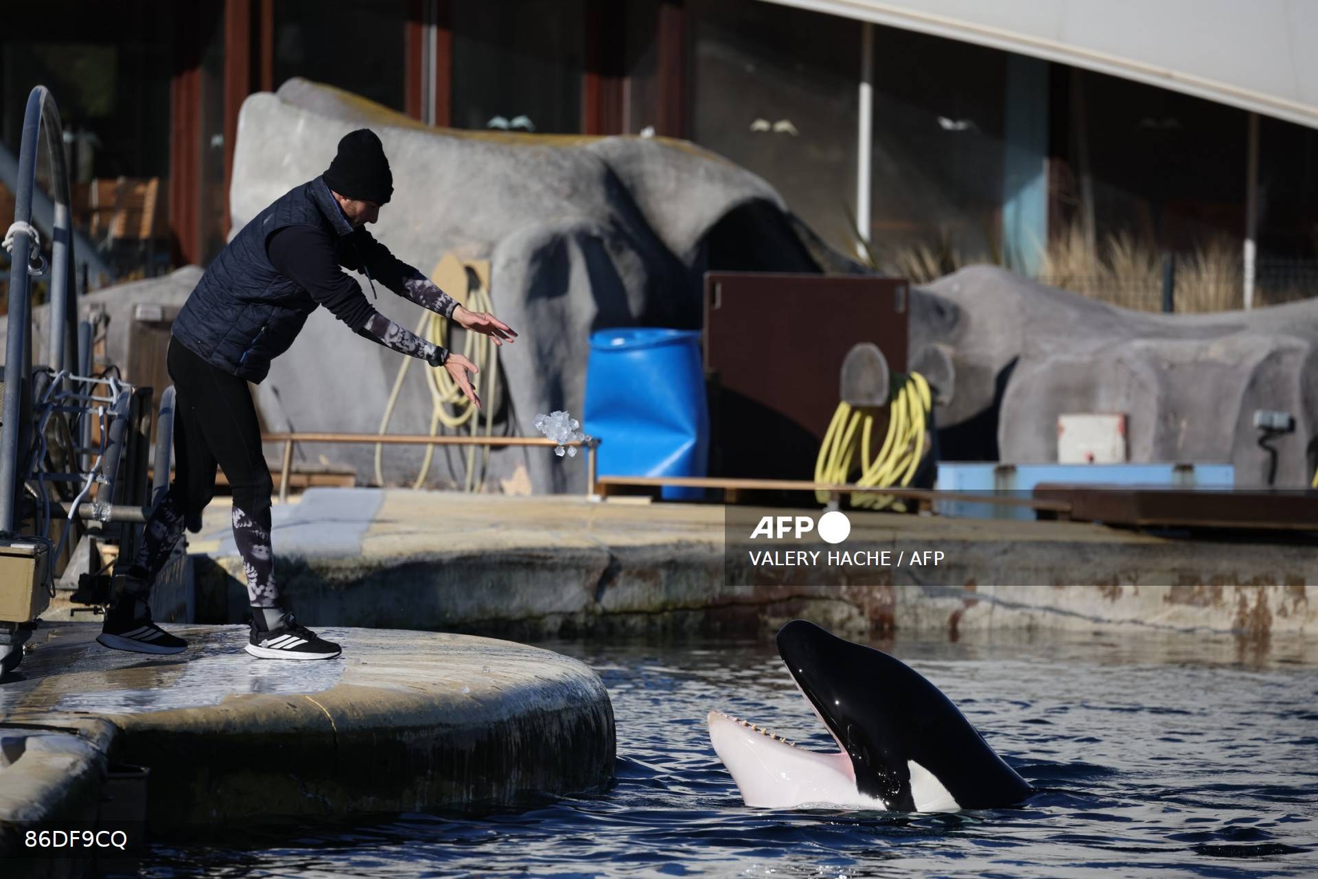 Un soigneur lance des glaçons à une orque qui sort la tête de l'eau, gueule ouverte, à Marineland