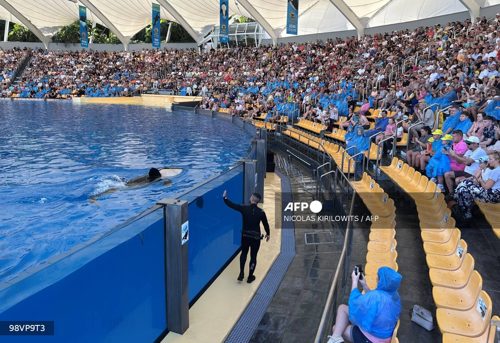 Une orque au bord du bassin devant les gradins remplis de spectateurs du Loro Parque